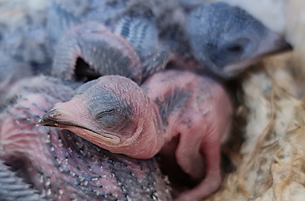 NK22 Mauersegler Nestlinge
